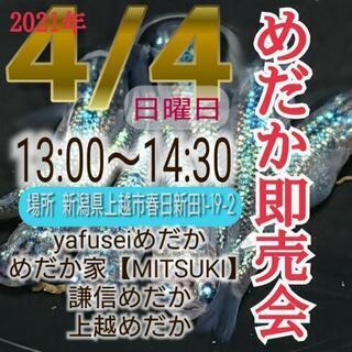 めだか・メダカ・王華・水槽・庭石・水草の画像