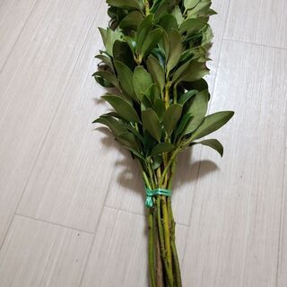 しきみ　60センチ　業者様歓迎