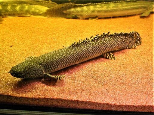 ＷＩＬＤ　オルナティ　４０cm± ザイール産