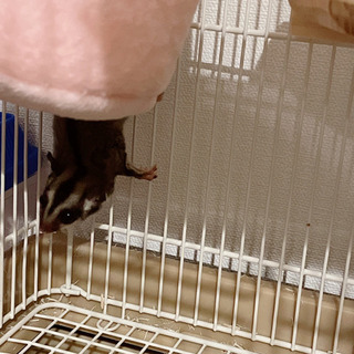 フクロモモンガ