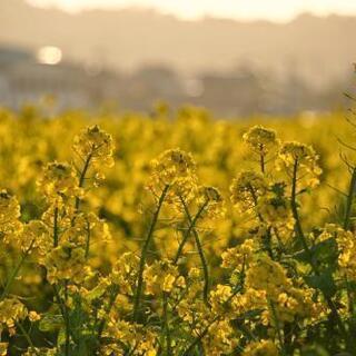 ミモザや花のある場所