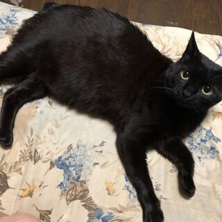 可愛い猫の幸せを願い。里親さん募集中です。
