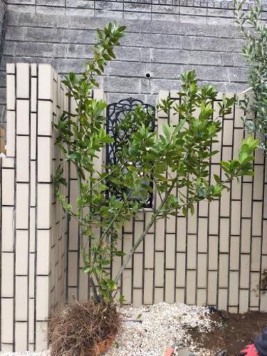 【決まりました】植物　ローリエ　月桂樹