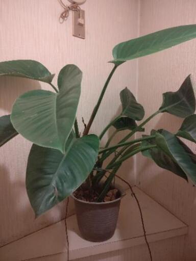 フィロデンドロン鉢植え