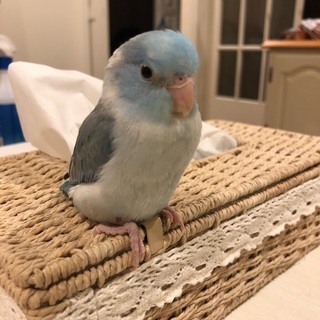 インコ探してます