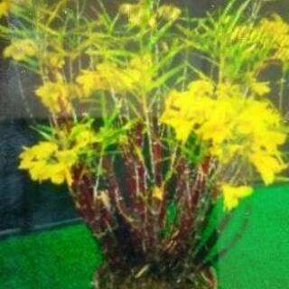 松葉黄花セッコク