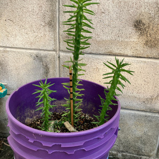 多肉植物達の画像