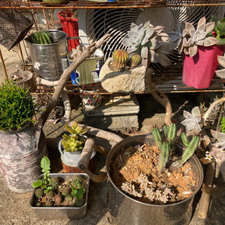 多肉植物達の画像