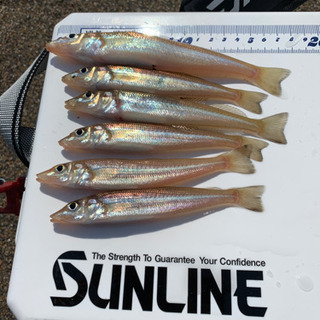 釣り仲間募集