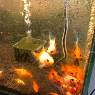 金魚　玉サバ，福だるま　の画像