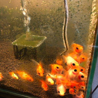 金魚　玉サバ，福だるま　の画像