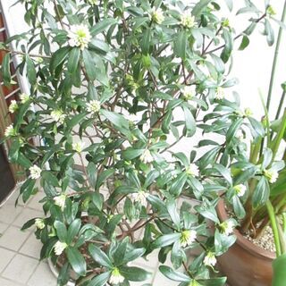 白の沈丁花　少し咲き始めていますの画像