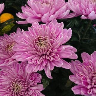 【急募 5/10~6/30】　雲仙市吾妻町の花農家のお仕事です