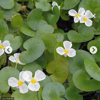 トチカガミ6株　水草　水生植物