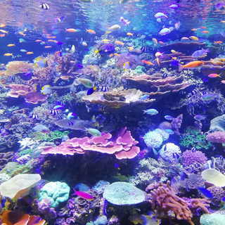 水族館行きませんか