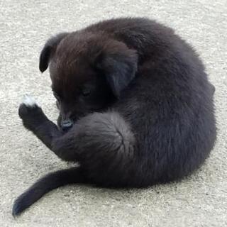 ☆仔犬☆里親募集してます！