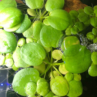 水槽用浮き草3種セット