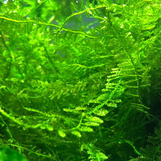 【2名限定】お任せ水草セット30〜45cm用