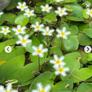 ガガブタ2株　水草　水生植物