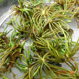 ガガブタ2株　水草　水生植物の画像