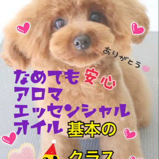 🐩🐈トリマーさん必見☘️ペット🐶アロマで売上🆙