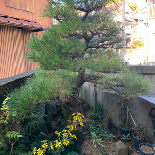 庭木剪定・草刈り気軽におまかせ下さい😊😊😊