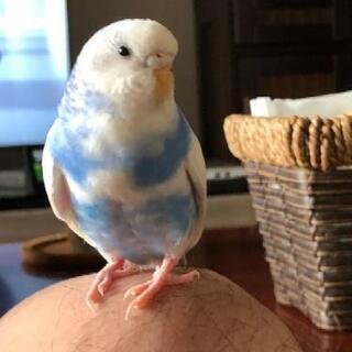 青インコ❕🐦️➰➰『チビ』探しています…(ノ_・。