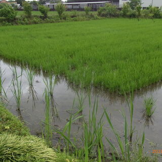 無農薬無化学肥料の水田と畑での自給自足農業を学びたい方募集