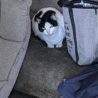 1歳2ヶ月の牛柄のメス猫です。