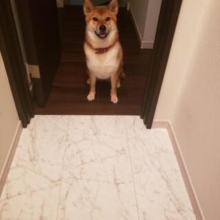 柴犬♀️1歳　投稿よりご希望の時間を教えてください。 - 犬