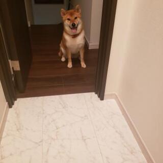 柴犬♀️1歳　投稿よりご希望の時間を教えてください。