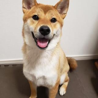 柴犬♀️1歳　投稿よりご希望の時間を教えてください。 − 東京都
