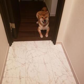 柴犬♀️1歳　投稿よりご希望の時間を教えてください。 - 北区