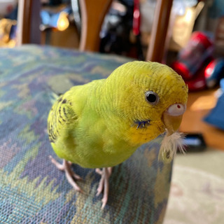 埼玉県深谷市国済寺付近でセキセイインコが迷子になりました。