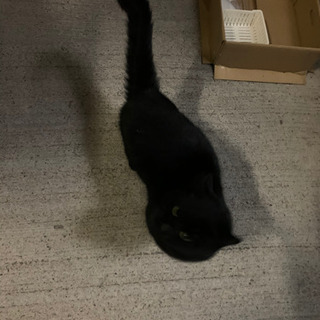 注！！追記しました。くろねこ 松阪〜久居〜熊野 - 猫