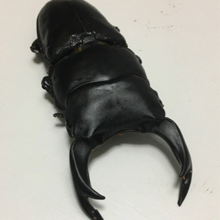 国産オオクワガタ（能勢SR血統）3匹　♂♀♀