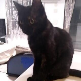 【ありがとうございました里親さん決まりました】８か月位の黒猫のメ...