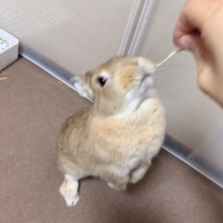 ネザーランドドワーフ（メス）の里親募集です。 - 千葉市