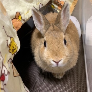 ネザーランドドワーフ（メス）の里親募集です。 − 千葉県