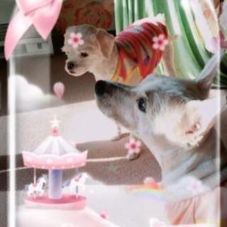 カウンセリング🌸お気軽にどうぞ🌸