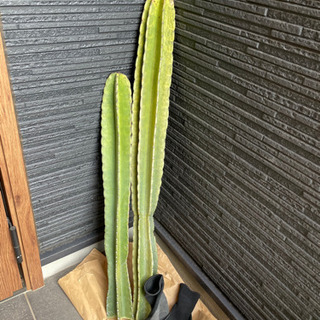 柱サボテン 大きめ
