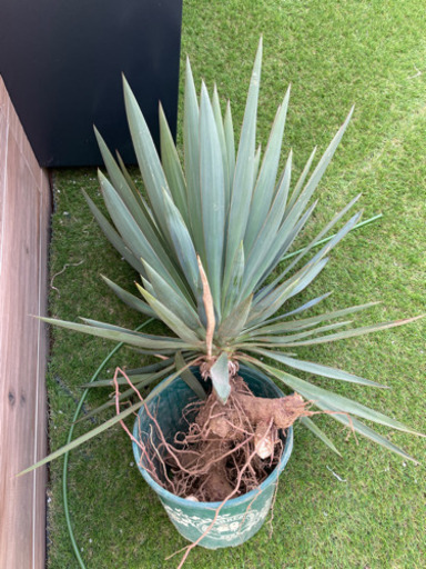 大株！ ユッカ グロリオサ