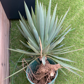 ユッカグロリオサキミガヨラン ユッカ・グラリオサ（君が代蘭）｜Yucca gloriosa | DESERT INC.