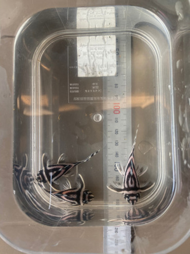 【１匹単位に変更】インペリアルゼブラプレコ