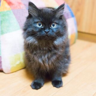 猫を紹介する動画を撮影します。