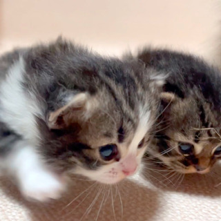 猫を紹介する動画を撮影します。の画像