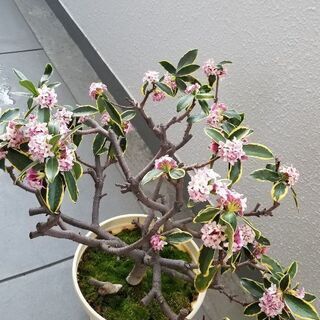 沈丁花