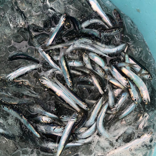 鮮魚！！ホータレイワシ！！値段改定！