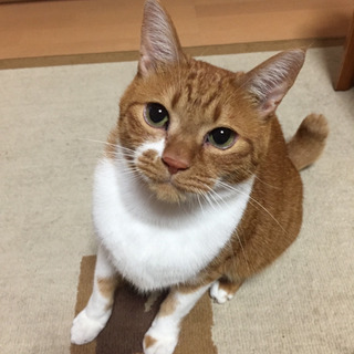 決まりました。ご検討くださった方、本当にありがとうございました。