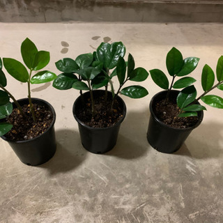 観葉植物ザミオクルカス　グリーンインテリア